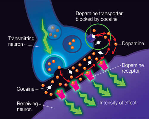 Cocrrenneuron